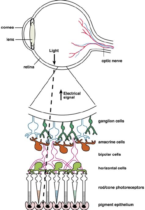 Schematic Structure Of The Eye The Organization Of The Retinal Layer