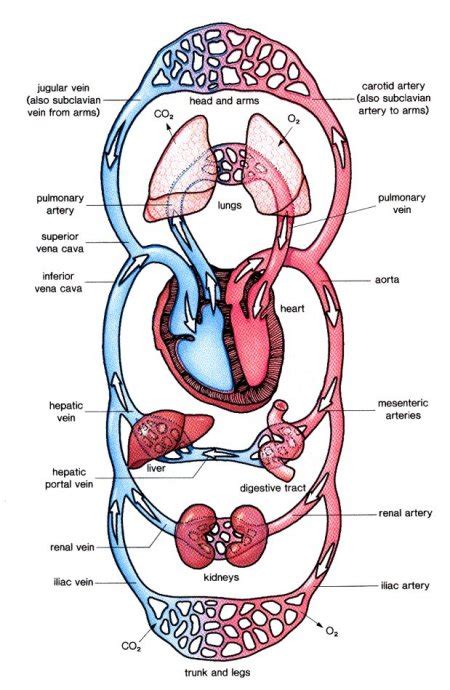 Biology B3 The Circulatory System And Blood Revision Notes In Gcse