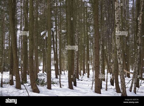 Thick Forrest Wood Stock Photo Alamy