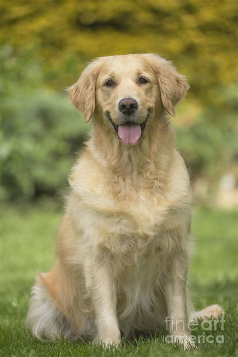 Happy Golden Retriever Dog Photograph By Mary Evans Picture Library