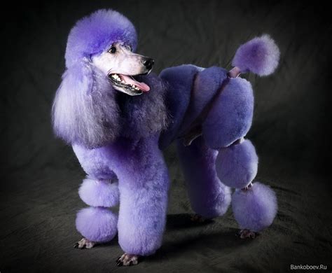 A Real Life Purple Poodle Purple Poodle Pinterest Poodles Love