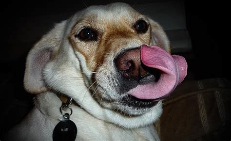 Dog Tongue 10 Must Know Facts About The Dogs Health Checker Petmoo