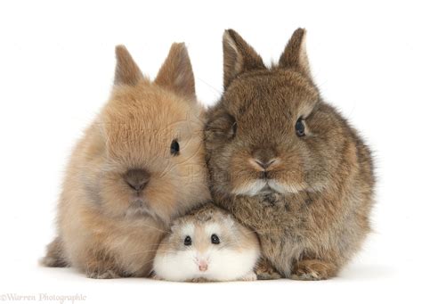 Roborovski Hamster With Cute Baby Bunnies Photo Wp39699