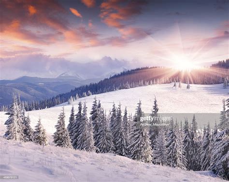 Bright Sunrise Over Snowy And Forested Mountain In Winter High Res