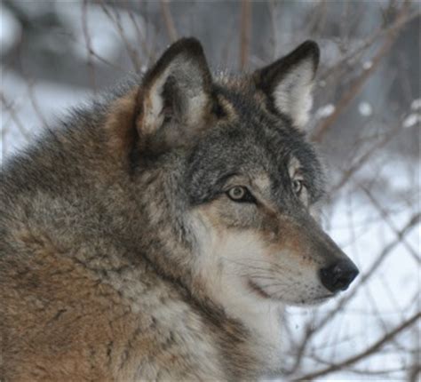 Wolf appliances equip cooks with the confidence to create memorable meals. International Wolf Center » Blog Archive » Aidan