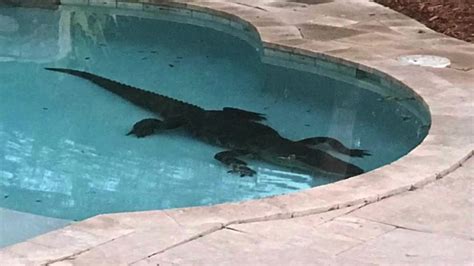 Huge Gator In Palm Beach Gardens Swimming Pool