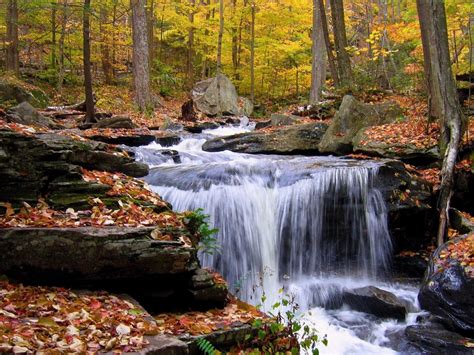 Forest Waterfall In Autumn Rocks Fallen Dry Leaves Hd