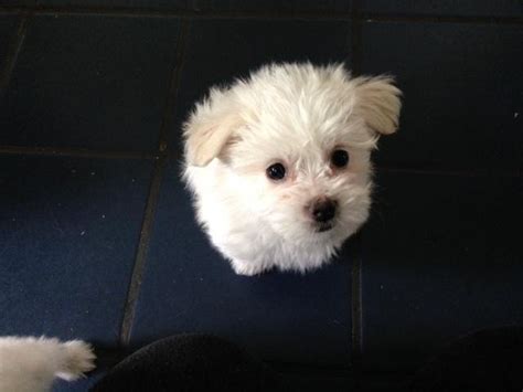 Morkie Male White With Cream Spots 9wks For Sale In Florissant