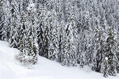 Snow Covered Pine Trees Forest Stock Image Image Of Forest Landscape