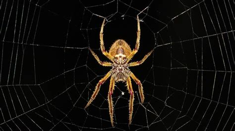 Spider Extermination Brooklyn Nyc Pest Control Ny