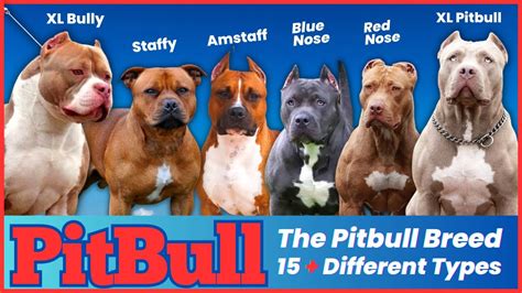 The Pitbull Breeds 15 Different Types And Their Characteristics Youtube