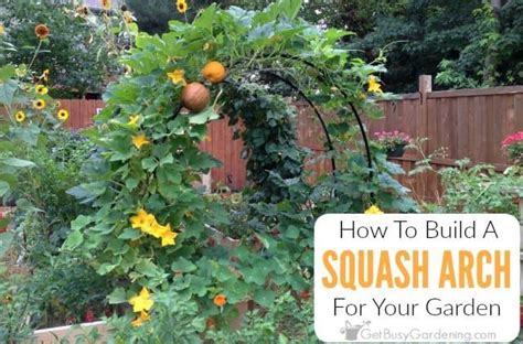 How To Build A Squash Arch For Your Garden Squash Arch Garden