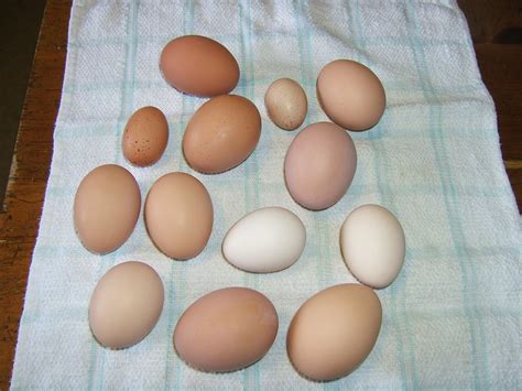 We made them do that. Do Your Chickens' Eggs Make the Grade? | Community Chickens