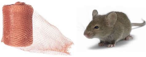 Copper Wire Mesh Gives A Premium Alternative For Rodent Exclusion