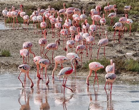 Free Images Flock Zoo Pink Flamingo Water Bird Namibia 3436x2720
