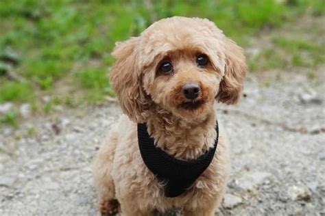 Miniature Poodle Dog Breeds Facts Advice And Pictures