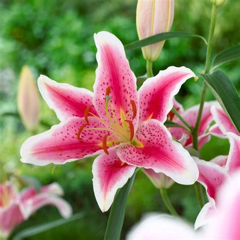 Why Is Stargazer The Worlds Most Popular Lily Longfield Gardens