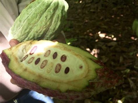 Belcolade Cacao Plantation Of The Yucatan Chocolatour With Doreen Pendgracs Chocolate