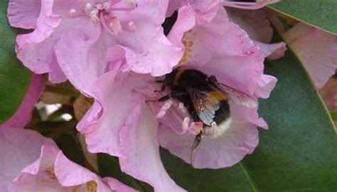 Pink flowering peach tree in springtime. Flowers to Plant in Washington State | Garden Guides