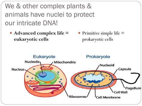 For example, animal cells do not have a cell wall or chloroplasts but plant cells do. PPT - ---BACTERIA--- Notebook Page 19 PowerPoint ...