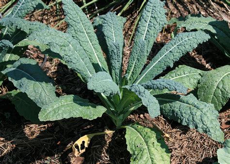 Try These Kale Varieties For Colorful Edible Gardens Mississippi