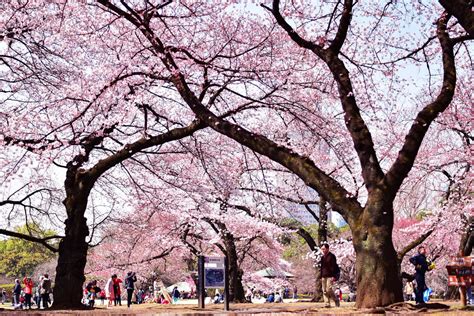 Japans Famous Cherry Blossom Trees Have Unexpectedly Bloomed In Autumn