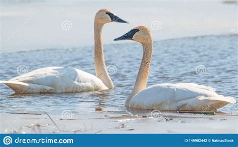 A Pair Of Trumpeter Swans On A Beautiful Sunny Spring Late Winter Day