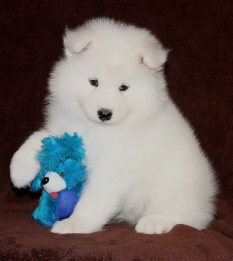 1,341 likes · 1 talking about this. Pure White Samoyed puppies for sale. for sale in Northampton. Pure White Samoyed puppies for ...