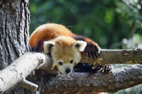 Red Panda Up A Tree Stock Image Image Of Forest Edinburgh 100606487