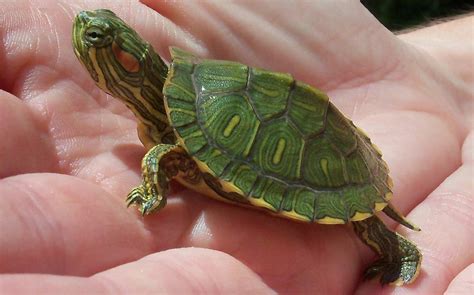 Baby Red Ear Slider Turtle Baby Red Eared Slider Red Eared Slider