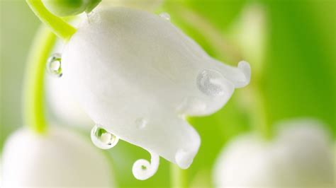 Macro Shot Photography Of White Petaled Flower With Water Droplets Hd