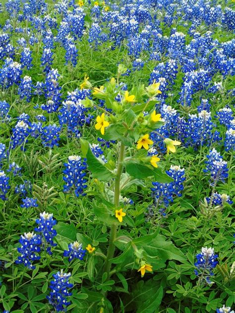Wildflowers Of Central Texas