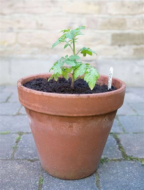 5 Tips For Growing Awesome Tomatoes In Containers Growing Tomato