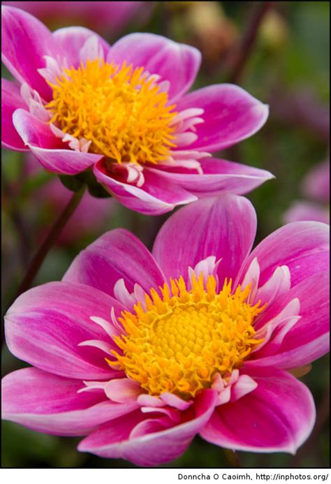 The pictures of pretty flowers are truly inspirational and mood boosting. Pretty in Pink