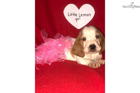 The basset hound breed and the bloodhound breed are thought to share a common canine black, white, brown, lemon, mahogany, red, tan, and blue are the most commonly seen coat colors. Little Lemon: Basset Hound puppy for sale near Duluth / Superior, Minnesota. | b404e310-bf51