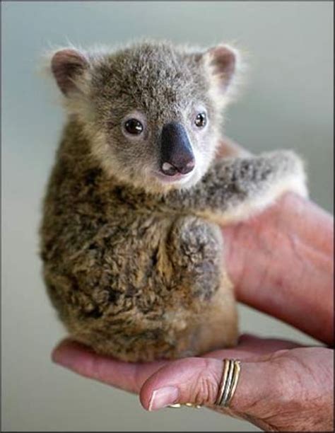 Tiny Koala Cute Baby Animals Cute Animals Baby Animals