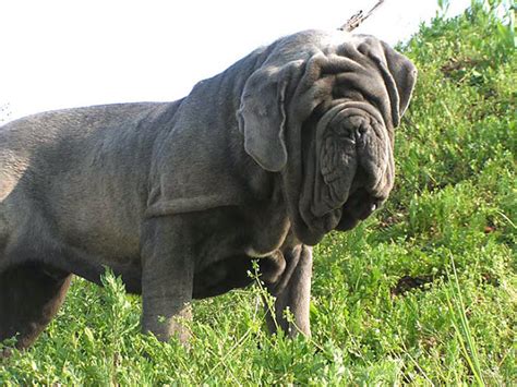 De 50 a 70 cm peso: Petclube Criando Amigos de Verdade