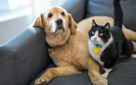 Study Finds Dogs Are Smarter Than Cats Travel Leisure