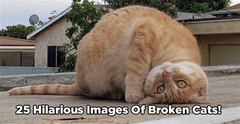 25 Hilarious Images Of Broken Cats We Love Cats And Kittens
