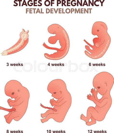 The slow but sure development of the fetus inside a woman's body should be monitored to ensure the delivery of a healthy and safe baby. Stages of fetal development by week, ... | Stock vector ...
