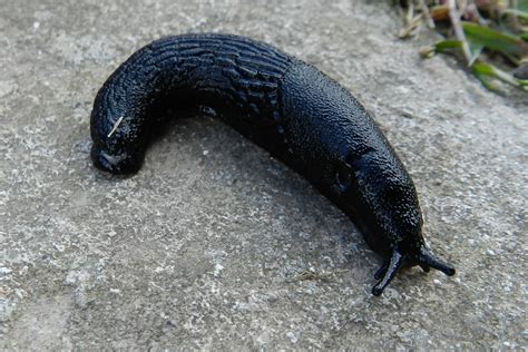 Large Black Slug 1 Free Stock Photo Public Domain Pictures