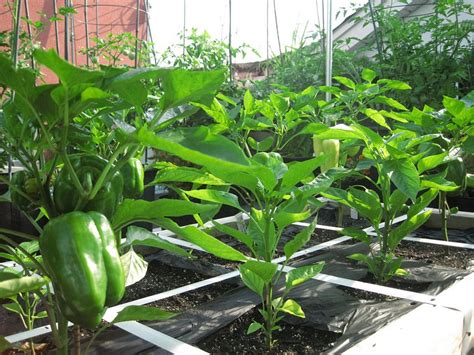 How To Make Terrace Vegetable Garden Complete Tutorial