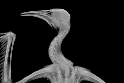 X Ray Large Bird 800×534 Pet Vet Avian Animals