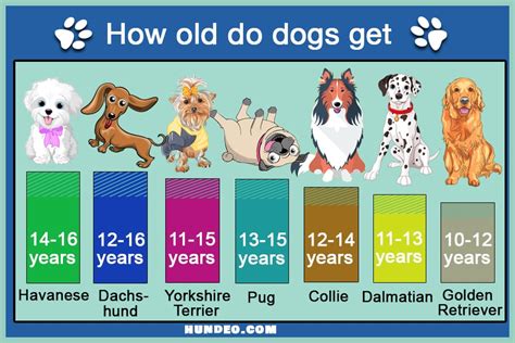 How Old Do Dogs Live Life Expectancy In Table