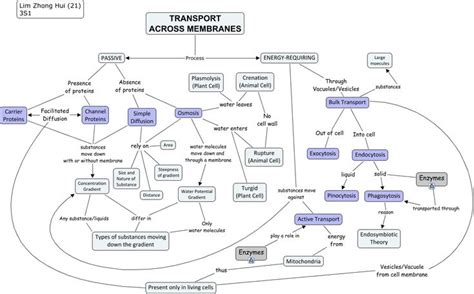 Cell Membrane Transport Concept Map