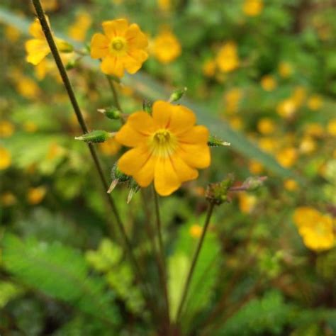 Biophytum Sensitivum Little Tree Plant Mukkutti Green Cover