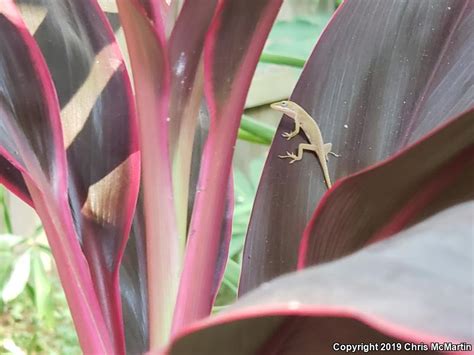 Northern Green Anole Anolis Carolinensis Carolinensis