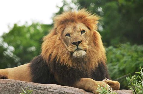 African Lion Facts Profile Traits Description Behavior