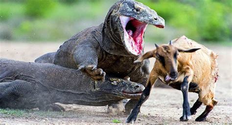 komodo dragon    vulnerable predator  indonesiathe fact research