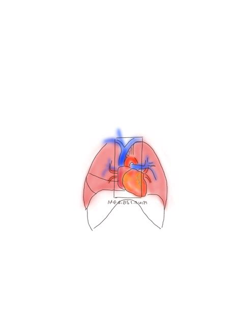 Thoracic Cavity Mediastinum Pleural Cavities Apex Base And Lungs